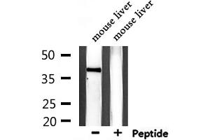 Western blot analysis of extracts from mouse liver, using GPR139 Antibody. (GPR139 antibody  (Internal Region))