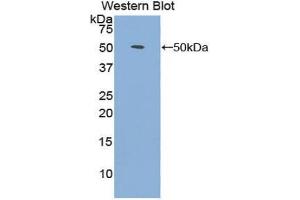 Western blot analysis of the recombinant protein. (FGF1 antibody  (AA 1-155))