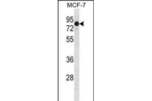 GATAD2A Antibody (N-term) (ABIN1881364 and ABIN2839088) western blot analysis in Hela cell line lysates (35 μg/lane). (GATAD2A antibody  (N-Term))