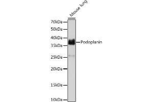 Western blot analysis of extracts of Mouse lung, using Podoplanin Rabbit mAb (ABIN7269430) at 1:1000 dilution. (Podoplanin antibody)