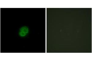 Immunofluorescence analysis of HepG2 cells, using ARMCX2 Antibody. (ARMCX2 antibody  (AA 321-370))