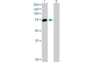 Western Blot analysis of RHOT2 expression in transfected 293T cell line by RHOT2 MaxPab polyclonal antibody. (RHOT2 antibody  (AA 1-618))