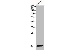 Western Blot analysis of HELA cells using IFITM3 Polyclonal Antibody (IFITM3 antibody  (N-Term))