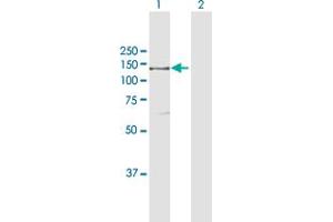 Western Blot analysis of IARS expression in transfected 293T cell line by IARS MaxPab polyclonal antibody. (IARS antibody  (AA 1-1055))