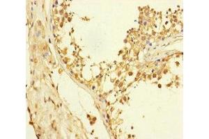 Immunohistochemistry of paraffin-embedded human testis tissue using ABIN7152325 at dilution of 1:100