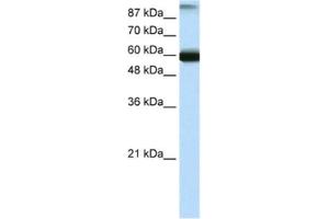 Western Blotting (WB) image for anti-General Transcription Factor IIIC, Polypeptide 5 (GTF3C5) antibody (ABIN2461229) (GTF3C5 antibody)