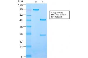 SDS-PAGE Analysis Purified CD50 Rabbit Recombinant Monoclonal Antibody (ICAM3/2873R). (Recombinant ICAM-3/CD50 antibody)