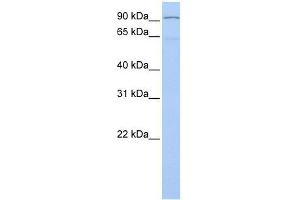 LZTR1 antibody used at 0. (LZTR1 antibody  (N-Term))
