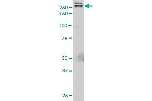 TLN1 monoclonal antibody (M05), clone 5C1. (TLN1 antibody  (AA 1052-1149))