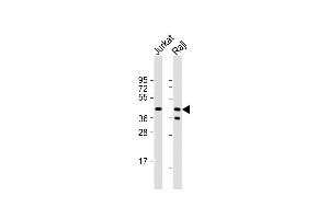 CD82 antibody  (C-Term)