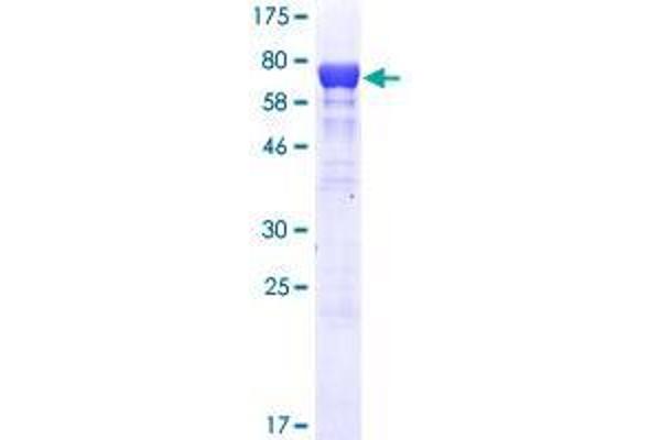 SF3A3 Protein (AA 1-501) (GST tag)