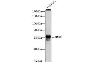 Western blot analysis of extracts of U-87MG cells, using TRHR antibody (ABIN7270827) at 1:1000 dilution. (TRHR antibody  (AA 320-398))