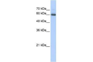 SEMA4F antibody used at 1 ug/ml to detect target protein. (SEMA4F antibody  (N-Term))