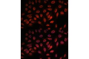 Immunofluorescence analysis of U-2 OS cells using RBM25 antibody (ABIN7270082) at dilution of 1:100. (RBM25 antibody  (AA 614-843))