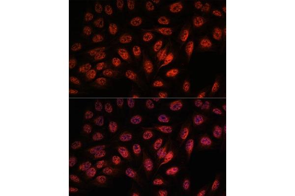 RBM25 antibody  (AA 614-843)