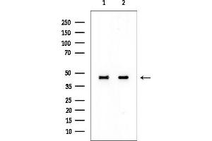 anti-Eukaryotic Translation Initiation Factor 3 Subunit F (EIF3F) (Internal Region) antibody