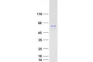 Validation with Western Blot (PIK3R1 Protein (Transcript Variant 2) (Myc-DYKDDDDK Tag))