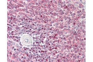 Anti-IST1 antibody IHC staining of human spleen. (IST1 antibody  (AA 125-317))