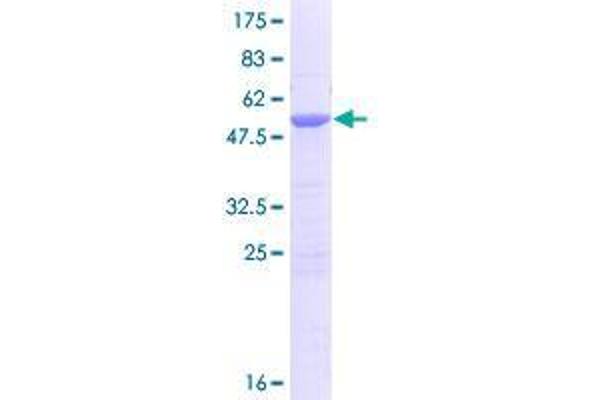 CYB5D1 Protein (AA 1-228) (GST tag)
