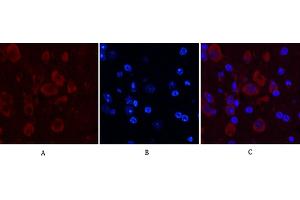 Immunofluorescence analysis of mouse brain tissue. (Caspase 9 antibody)