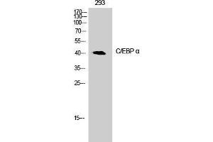 Western Blot analysis of 293T cells with CEBP alpha Polyclonal Antibody (CEBPA antibody)