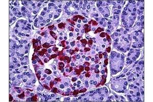 Human Pancreas, Islets of Langerhans: Formalin-Fixed, Paraffin-Embedded (FFPE) (HGS antibody  (Internal Region))