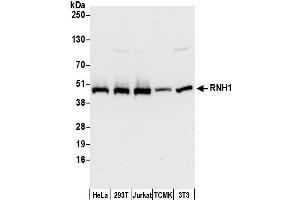 Western Blotting (WB) image for anti-Ribonuclease/angiogenin Inhibitor 1 (RNH1) (AA 1-50) antibody (ABIN7450667)