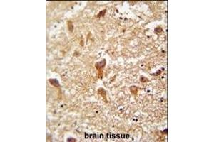 PIGX antibody (N-term) (ABIN654478 and ABIN2844213) immunohistochemistry analysis in formalin fixed and paraffin embedded human brain tissue followed by peroxidase conjugation of the secondary antibody and DAB staining. (PIGX antibody  (N-Term))
