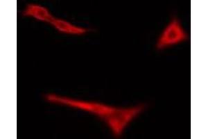 ABIN6275076 staining Hela cells by IF/ICC. (POLR3H antibody  (C-Term))