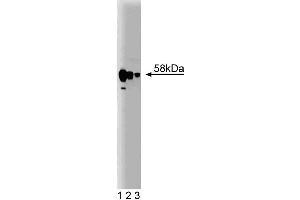 Western blot analysis of PP5 on a rat cerebrum lysate. (PP5 antibody  (AA 36-238))