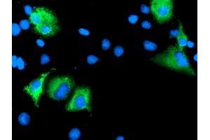 Anti-LEPRE1 mouse monoclonal antibody (ABIN2455943) immunofluorescent staining of COS7 cells transiently transfected by pCMV6-ENTRY LEPRE1 (RC222535). (LEPRE1 antibody)