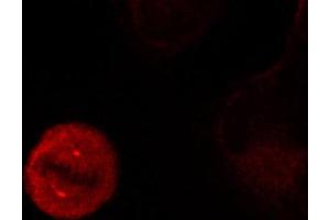 Immunofluorescence staining of methanol-fixed Hela cells showing centrosome and nuclear staining using Phospho-MAPK3-Y204 antibody. (ERK1 antibody  (pTyr204))