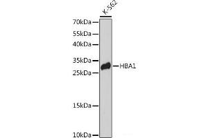 Western blot analysis of extracts of K-562 cells using HBA1 Polyclonal Antibody at dilution of 1:3000. (HBA1 antibody)