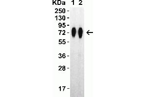 Western Blot Validation with SARS-CoV-2 (COVID-19) Spike RBD+SD1+SD2 Recombinant ProteinLoading: 30 ng per lane of SARS-CoV-2 (COVID-19) Spike RBD+SD1+SD2 recombinant protein, 10-305. (SARS-CoV-2 Spike antibody  (RBD))