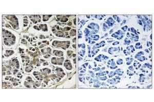 Immunohistochemistry (IHC) image for anti-ATP Synthase, H+ Transporting, Mitochondrial Fo Complex, Subunit C2 (Subunit 9) (ATP5G2) (N-Term) antibody (ABIN1850824) (ATP5G2 antibody  (N-Term))