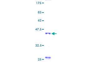 TNNC2 Protein (AA 1-160) (GST tag)