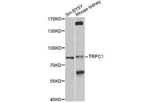Western blot analysis of extracts of various cell lines, using TRPC1 antibody (ABIN6003660) at 1/1000 dilution. (TRPC1 antibody)