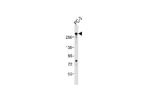 Anti-RLF Antibody (C-Term)at 1:2000 dilution + PC-3 whole cell lysates Lysates/proteins at 20 μg per lane. (RLF antibody  (AA 1751-1785))