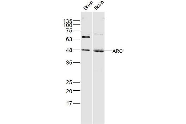 Arc antibody  (AA 101-200)