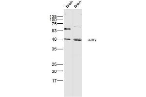 Lane 1: Rat brain Lane 2: mouse brain lysate probed with ARC Polyclonal Antibody, Unconjugated  at 1:300 dilution and 4˚C overnight incubation. (Arc antibody  (AA 101-200))