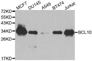 Western blot analysis of extracts of various cell lines, using BCL10 antibody. (BCL10 antibody  (AA 1-233))