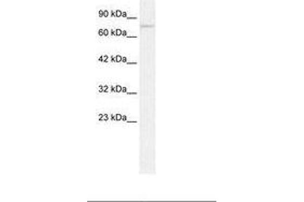 ZNF336 antibody  (AA 30-79)