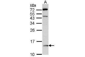 WB Image Sample (30 ug of whole cell lysate) A: Raji 15% SDS PAGE antibody diluted at 1:500