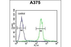 CTHRC1 Antibody (N-term) (ABIN652724 and ABIN2842480) flow cytometric analysis of  cells (right histogram) compared to a negative control cell (left histogram). (CTHRC1 antibody  (N-Term))