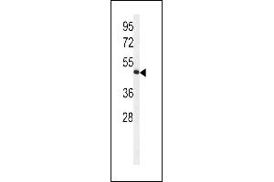 Western blot analysis of HVCN1 Antibody (N-term) (ABIN651233 and ABIN2840145) in Jurkat cell line lysates (35 μg/lane). (HVCN1 antibody  (N-Term))