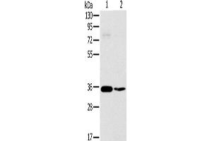 Western Blotting (WB) image for anti-OTU Domain, Ubiquitin Aldehyde Binding 1 (OTUB1) antibody (ABIN2423927)