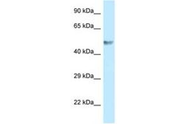 BZW1 antibody  (C-Term)