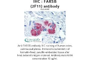 Image no. 1 for anti-Phenylalanyl-tRNA Synthetase, beta Subunit (FARSB) (AA 234-342) antibody (ABIN1723557) (FARSB antibody  (AA 234-342))