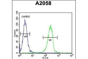 ENTHD1 Antibody (N-term) (ABIN654293 and ABIN2844088) flow cytometric analysis of  cells (right histogram) compared to a negative control cell (left histogram). (ENTHD1 antibody  (N-Term))
