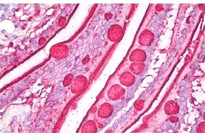 Immunohistochemistry staining of human small intestine (paraffin sections) using anti-blood group Lewis b (clone 2-25LE). (Blood Group Lewis B antibody)